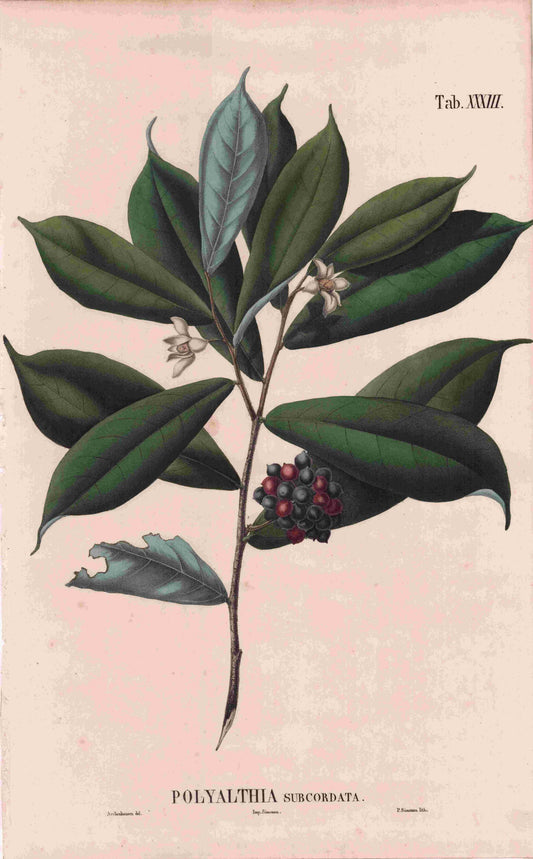 Coleção de gravuras- Plantas, Flores e Frutos XXIV