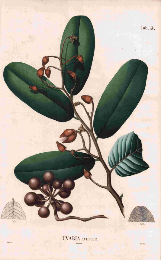 Coleção de gravuras- Plantas, Flores e Frutos XXV