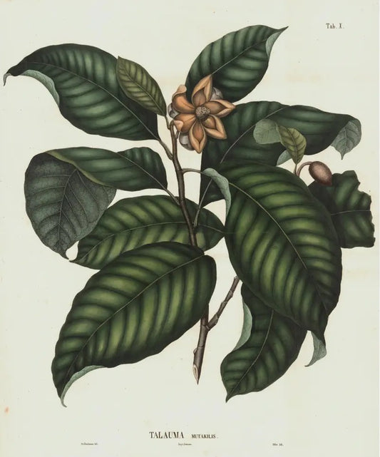 Coleção de gravuras - Plantas, Flores e Frutos V